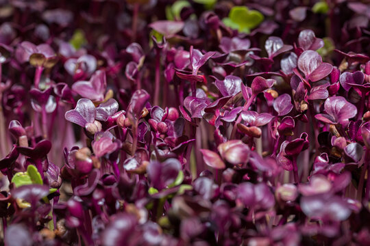 Closeup of purple radish microgreens leaves