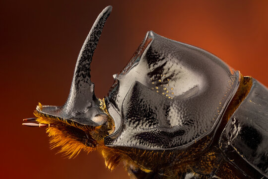 extreme close up of a horned dung beetle portrait. lateral view.