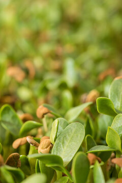 Fenugreek sprouts closeup