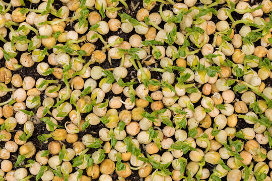 Closeup of the texture of green pea  seeds with sprouts 
