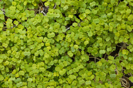 A tray full of green arugula sprouts microgreens