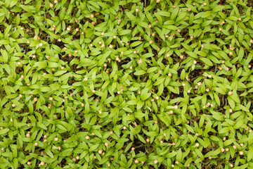 Top view of an abundance tray of cilantro microgreens