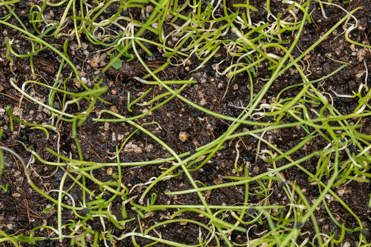 Onion microgreens sprouts on soil