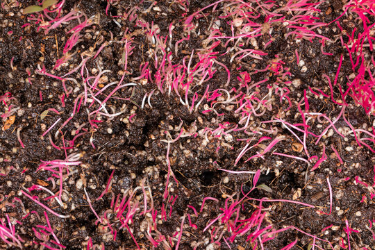 Top view of the texture of pink amaranth sprouts on soil