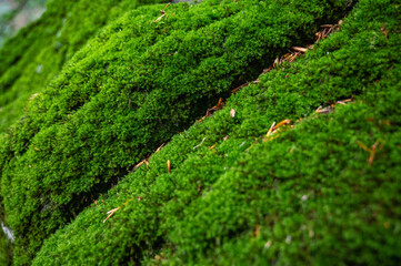 green moss background beautiful texture in nature on natural stone in the forest
