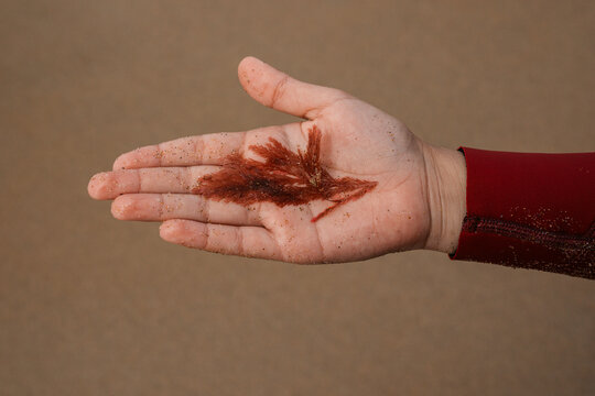 Childs hand with seaweed