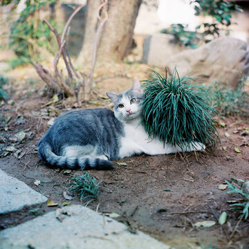 The cat is holding a ball of grass