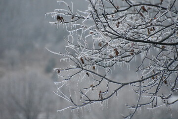 Ice branches