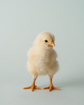 Baby Chick Studio Portrait On Pastel Background