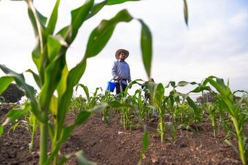 mexican peasant in the corn field