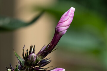Close-up of garden phlox flower bud.