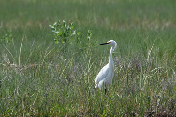 Snowy Egret in grassy field.