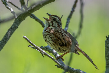 Close-up image of a calling song sparrow.