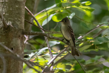 Eastern Wood Peewee on Tree branch.