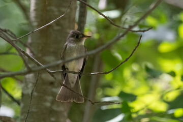 Eastern Wood Peewee on Tree branch.