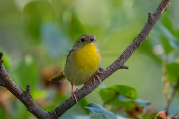 Female common yellowthroat peching on tree branch.