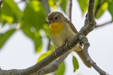 Common yellowthroat female on tree branch.