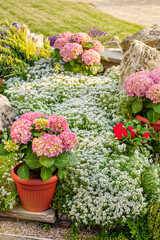 A summer floral background. Variegated flowers and an ornamental path in the rural area. The cottage garden in bloom at summertime. Gardening as a hobby and a countryside lifestyle concept.