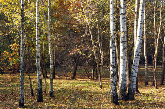 Birch Trees in Autumn. Birch Grove in the Fall.