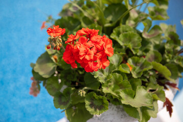 Obraz na płótnie Canvas Bush of red geranium close-up on a background of blue water. Beautiful flowers for outdoor decoration of the territory. An evergreen plant. Beautiful colorful geranium bush