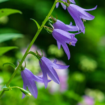 Creeping Bellflower Against a Green Background