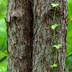 Ivy Vine Climbs Pine Tree