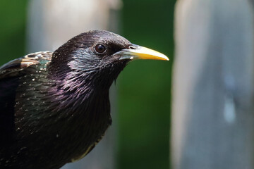 Gemeiner Star / Common starling / Sturnus vulgaris