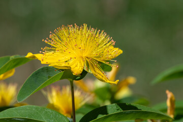 Close up of a rose of Sharon (hypericum calycinum) flower in bloom