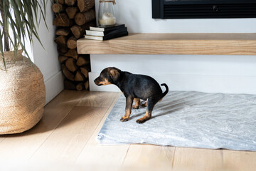 puppy dog pooping at home