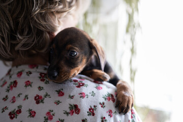 puppy dog playing at home