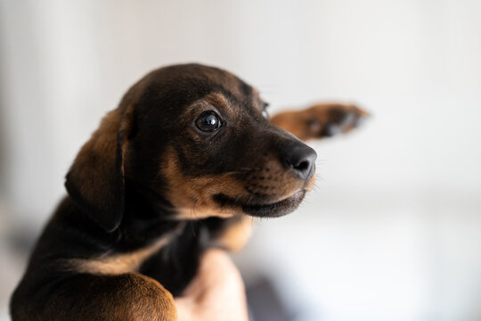 puppy dog playing at home