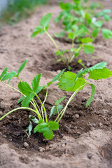Strawberry seedlings are planted in the garden in the spring, garden tools are a scoop and a rake. Eco-friendly berry grown by a farmer in the summer in the village, harvest