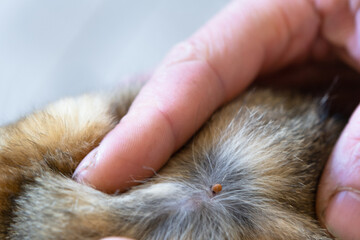 The tick bit into the skin under the cat's fur. Danger of encephalitic mites attack, pet protection on a walk, veterinary insect removal.