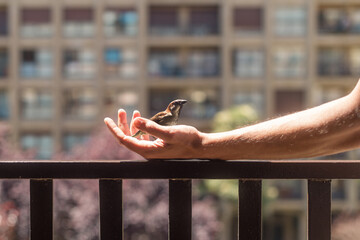 Bird standing on human hand