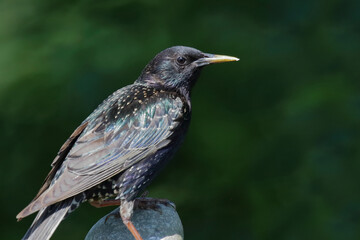 Gemeiner Star / Common starling / Sturnus vulgaris