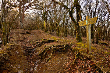 丹沢の高指山　甲相国境尾根の朝
