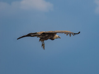 Buitre leonado ibérico