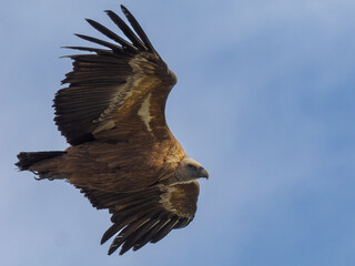 Buitre leonado ibérico
