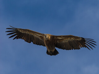Obraz premium Buitre leonado ibérico