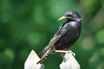 Gemeiner Star / Common starling / Sturnus vulgaris