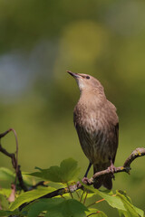 Gemeiner Star / Common starling / Sturnus vulgaris.