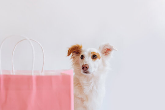 Cute Dog Lookingat Pink Bag