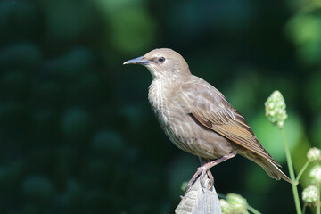 Fototapeta premium Gemeiner Star / Common starling / Sturnus vulgaris.