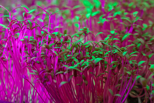 Texture of amaranth microgreens sprouts with neon light