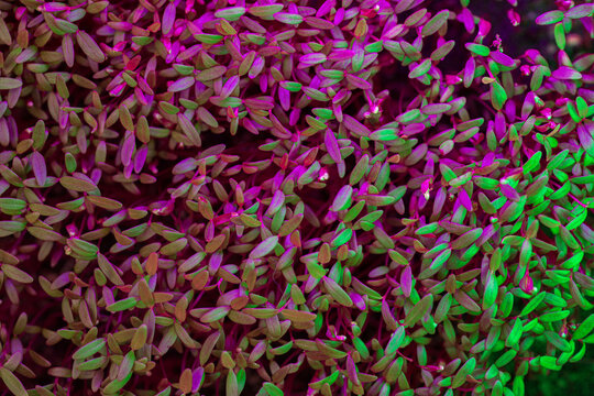 Close-up of amaranth microgreens sprouts texture