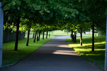 Fototapeta na wymiar Beautiful alley of trees with no one on walkway.