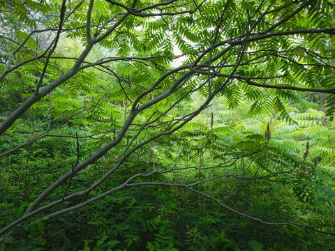 A view of the forest and foliage in an urban city park during summer