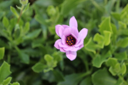 Flor rosa semi cerrada