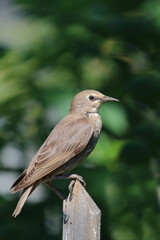 Gemeiner Star / Common starling / Sturnus vulgaris.