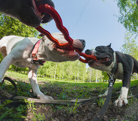 Three Powerful Dogs Playing With Rubber Toy 